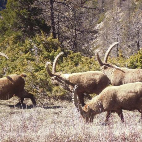 Faucon de Barcelonnette