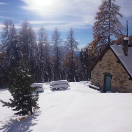 Faucon de Barcelonnette