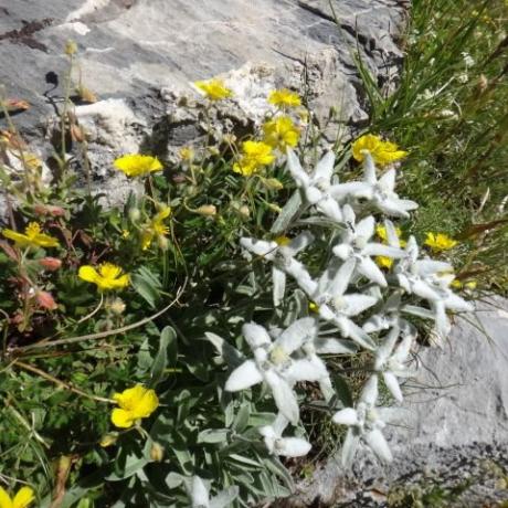 Faucon de Barcelonnette